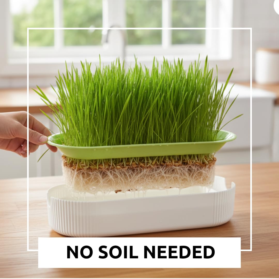 Hydroponic Cat Grass Grow Kit with 2 Oz Non-GMO Seeds O931917