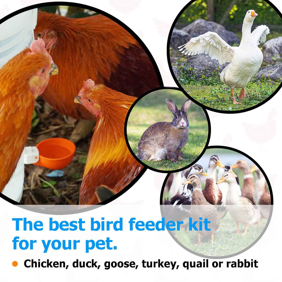 Large Automatic Chicken Waterer Cups with Inserts 5 Pack E8196