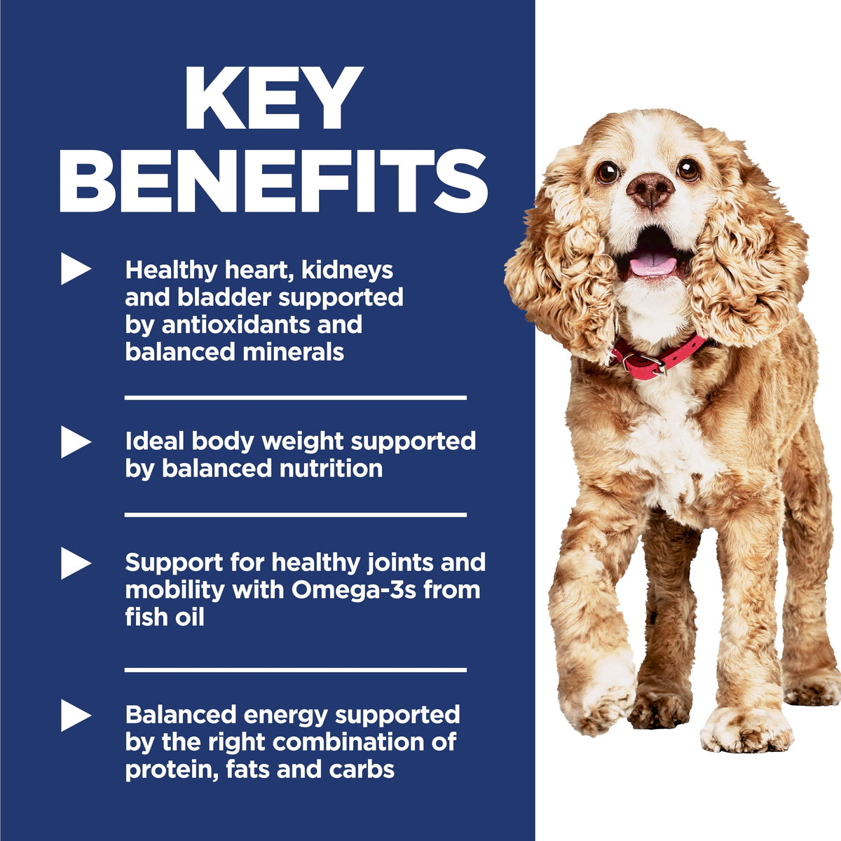 Dry Dog Food E562